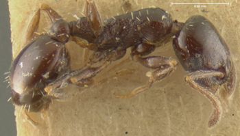 Media type: image;   Entomology 8678 Aspect: habitus lateral view